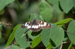 Limenitis trivena
