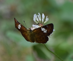Celaenorrhinini