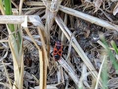 Pyrrhocoris apterus