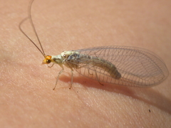 Nothochrysa fulviceps