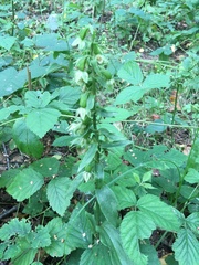 Epipactis phyllanthes