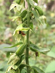 Epipactis phyllanthes