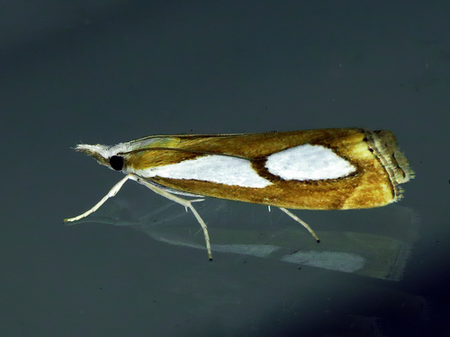 Pearl Grass-veneer, 9699 Vriescheloo, Nederland, photo 8 of 10