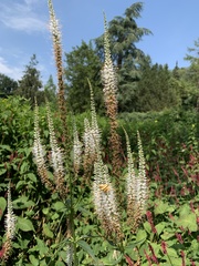 Veronicastrum