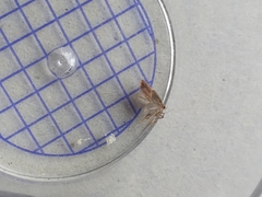 Tachystola acroxantha