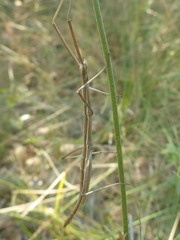Pijnackeria