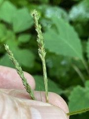 Carex roanensis