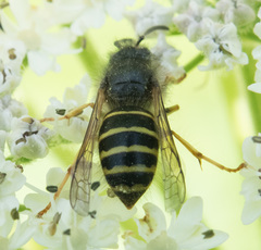 Dolichovespula norvegicoides