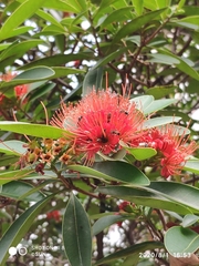 Xanthostemon youngii