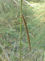 Pijnackeria