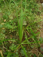Scirpus sylvaticus