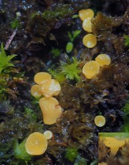 Octospora catharineae