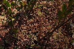 Sphagnum magellanicum