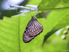 Ideopsis vulgaris macrina