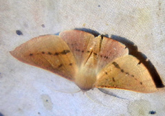 Oenochroma phyllomorpha