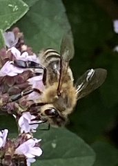 Apis mellifera