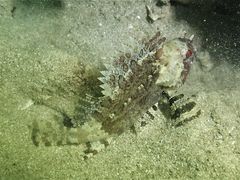 Centrogenys vaigiensis