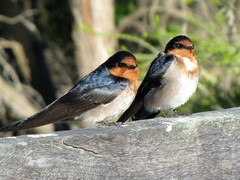 Hirundo neoxena carteri
