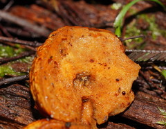 Gloeoporus phlebophorus