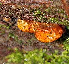 Gloeoporus phlebophorus