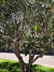 Olea europaea