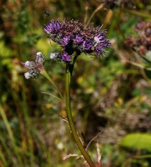 Saussurea pseudotilesii