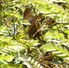 Piaya cayana