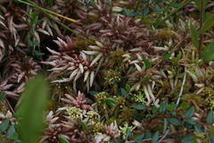 Sphagnum magellanicum