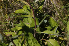 Saussurea pseudotilesii