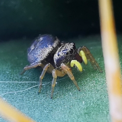 Heliophanus tribulosus