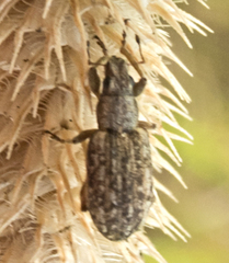 Sitona cylindricollis