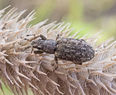 Sitona cylindricollis