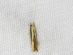 Opogona stenocraspeda