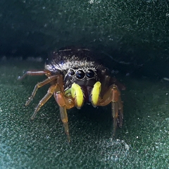 Heliophanus tribulosus