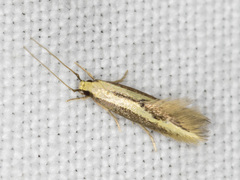 Opogona stenocraspeda