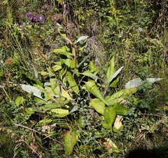 Saussurea pseudotilesii