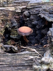 Hypholoma brunneum