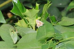 Catapaecilma major