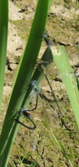 Lestes dryas