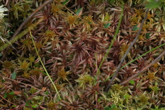 Sphagnum magellanicum
