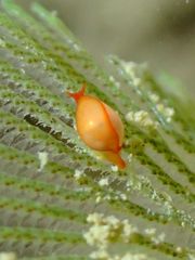 Cystiscus minutissimus