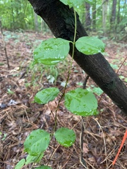Thyrsanthella difformis