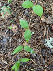 Thyrsanthella difformis