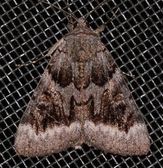 Catocala badia coelebs