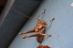 Thyreonotus bidens
