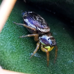 Heliophanus tribulosus