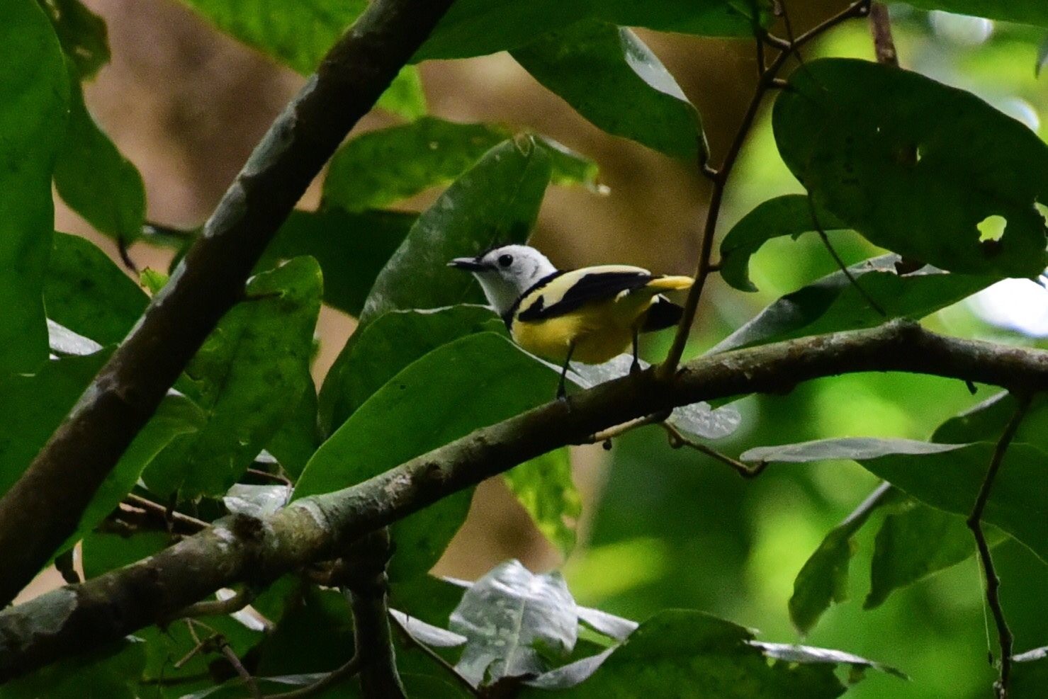 Buff-bellied Monarch (Neolalage banksiana), photo 6