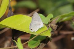 Catochrysops