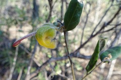 Grevillea chrysophaea