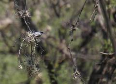 Polioptila albiloris